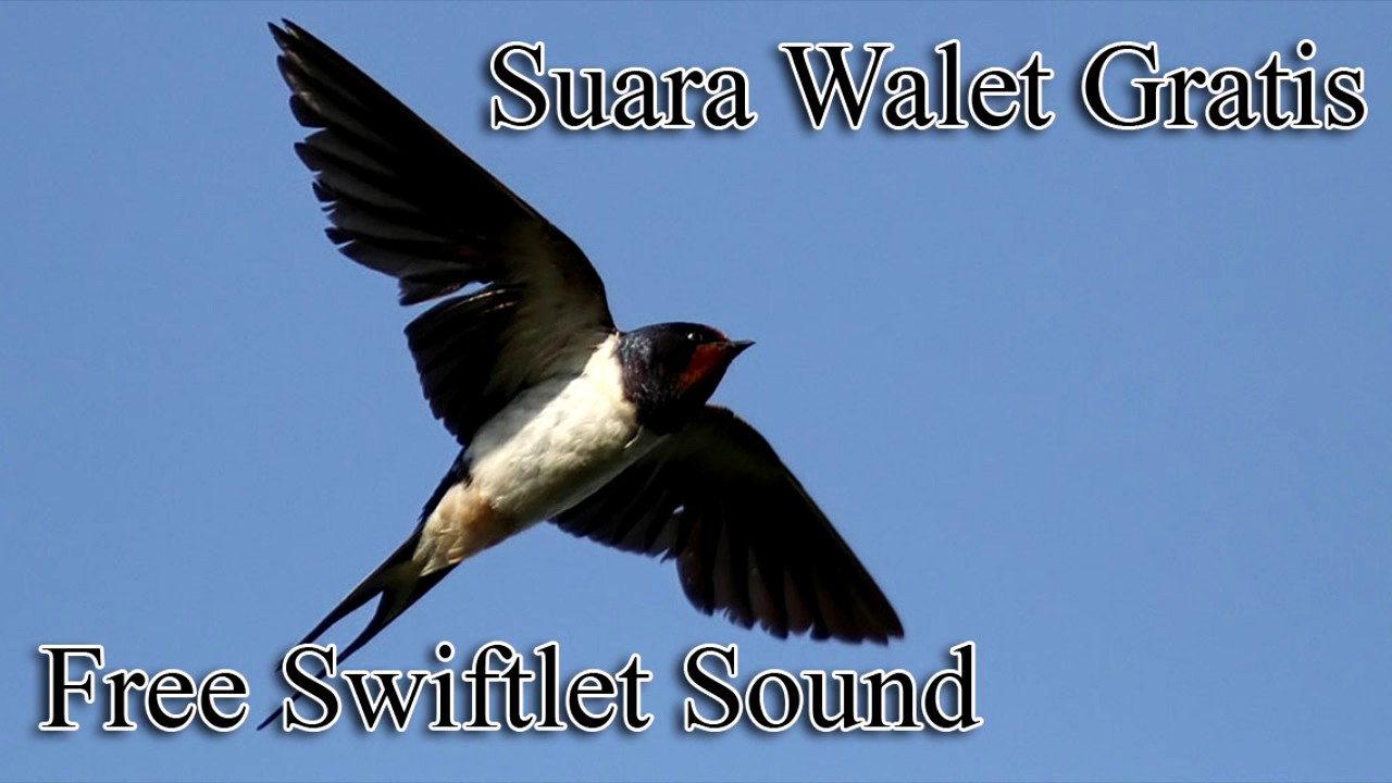 Download Suara Burung Walet Thailand Full